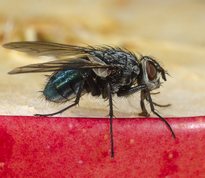 Fly Onesia floralis